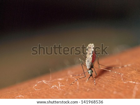 Mosquito biting a human: macro image