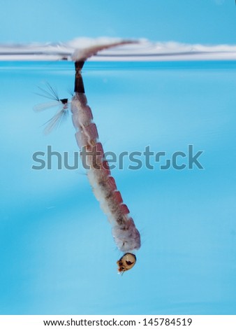 Mosquito larva (Toxorhynchitis sp.) submerged, used to control mosquito population.