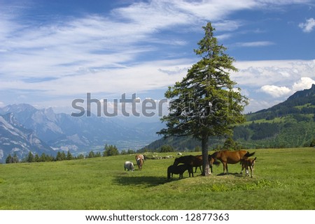 Mountain landscape in Switzerland, horses.