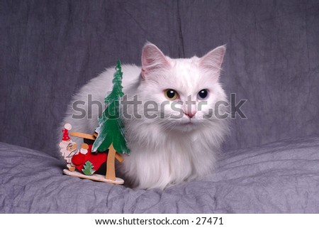[Obrazek: stock-photo-cat-with-christmas-ornament-...-27471.jpg]