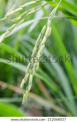 Rice field in rains season