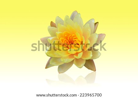 Yellow lotus on the yellow background