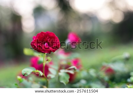 field of red roses in morning