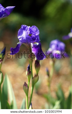 Spring time: wild iris flowers in the wood