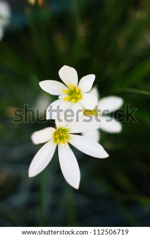 Grass Lily