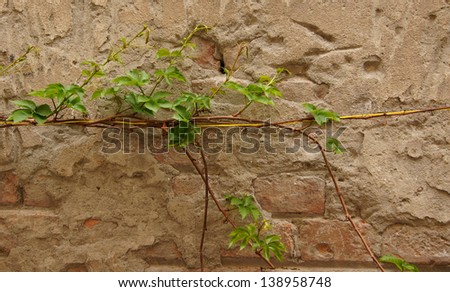 Closeup of grape vine on the old brick wall