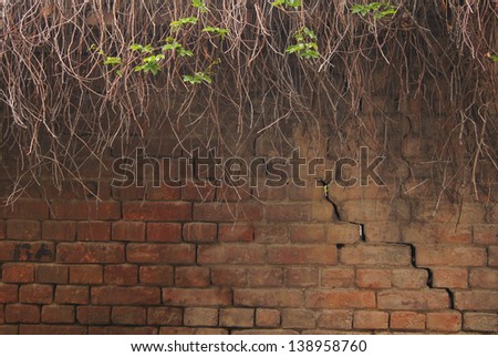 Closeup of grape vine on the old brick wall