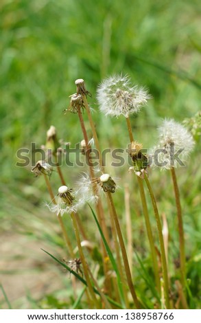 Old dandelion plant in the field