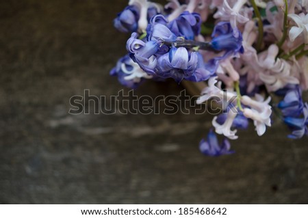 Hyacinth in an old clay vase with waterdrops and on a old piece of wood for a rustic look.