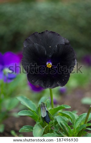 Closeup of rare black pansy flower in the spring garden