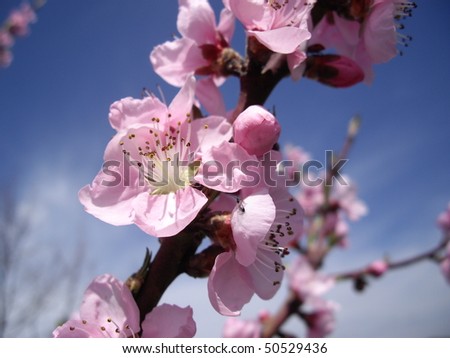 Blossom of peach tree on the blue sky background