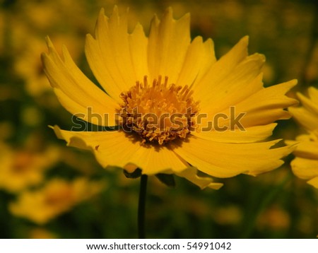 Wild+daisy+flower+pictures