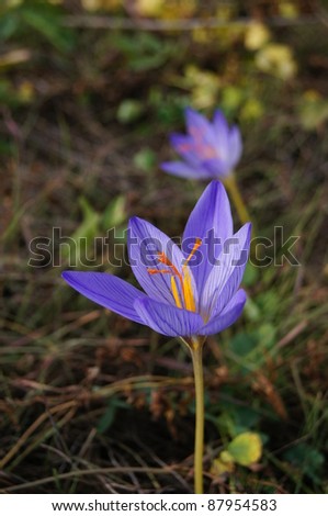 Autumn flowers - Colchicum autumnale, commonly known as autumn crocus, meadow saffron or naked lady