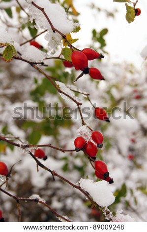 Red guelder-rose under snow