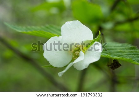 Spring time garden blooming of Jasmine plant