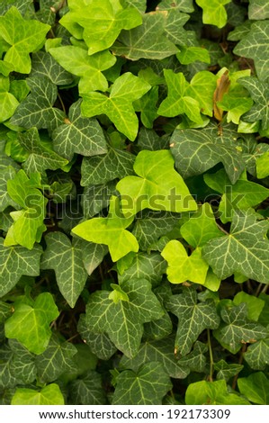 Summer time: fresh green ivy plant on the tree