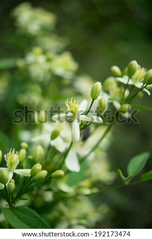 Spring time garden blooming of Jasmine plant