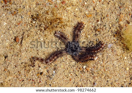 Close up of grey brittle star in the sea