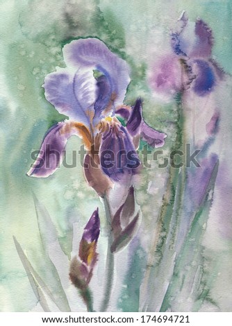 Watercolor sketch lilac iris under the rain
