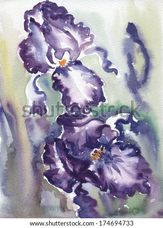 Watercolor sketch of irises cultivar \