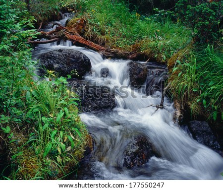 Khibiny Mountains: forest stream, waterfall