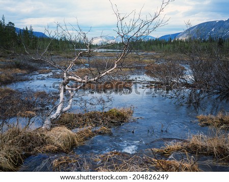Khibiny Mountains: tundra vegetation in flood