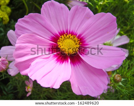 Beautiful pink bloom flower with green background