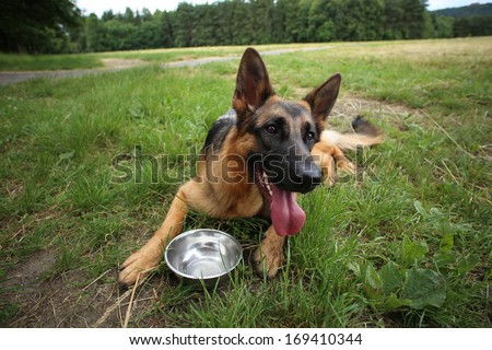 Young German shepherd dog drinking water during summer heat
