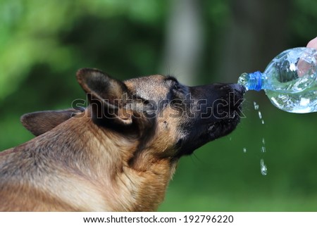 German shepherd dog drinking water during summer heat
