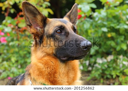 German Shepherd, young German Shepherd, German Shepherd on the grass,