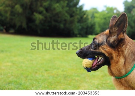 young German Shepherd with a toy on the grass, German Shepherd, young German Shepherd, German Shepherd on the grass, dog in the park