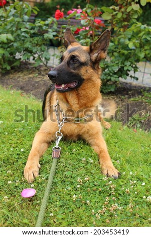 German Shepherd, young German Shepherd, German Shepherd on the grass, German shepherd and red roses, dog in the park