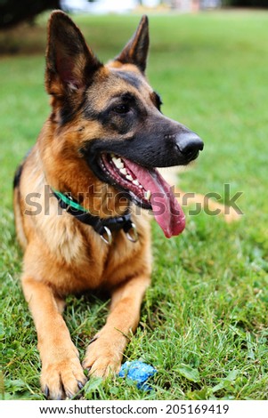 German Shepherd, young German Shepherd, German Shepherd on the grass,