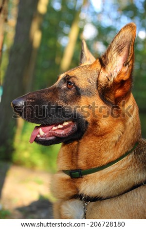 German Shepherd, young German Shepherd, dog in the park, bodyguard,