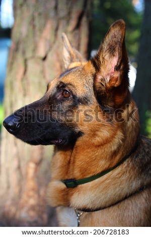 German Shepherd, young German Shepherd, dog in the park, bodyguard,