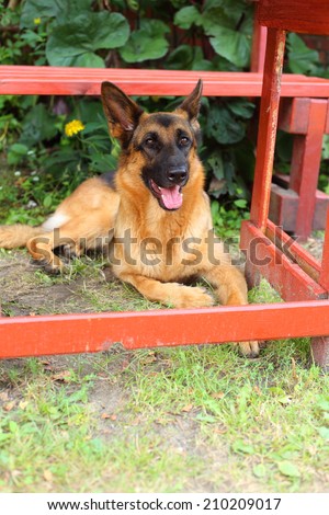 German Shepherd, young German Shepherd, the dog