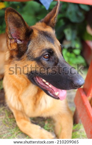 German Shepherd, young German Shepherd, German Shepherd  portrait, the dog