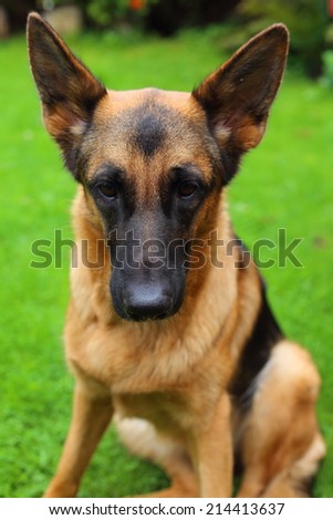 German Shepherd, young German Shepherd, German Shepherd portrait, the dog