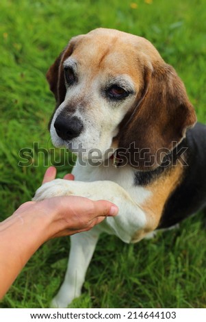 beagle, dog, give me your hand, beagle on the grass, give paw