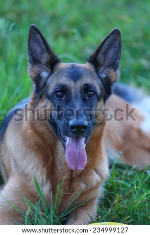 German Shepherd, German Shepherd, German Shepherd, German Shepherd on the grass, dog in the park