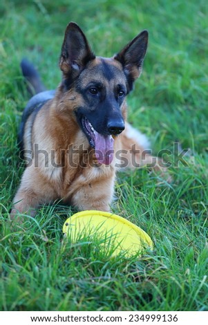 German Shepherd with a toy on the grass, German Shepherd, German Shepherd, German Shepherd on the grass, dog in the park