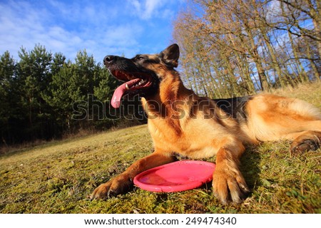 German shepherd in the park / German Shepherd with a toy / tired dog