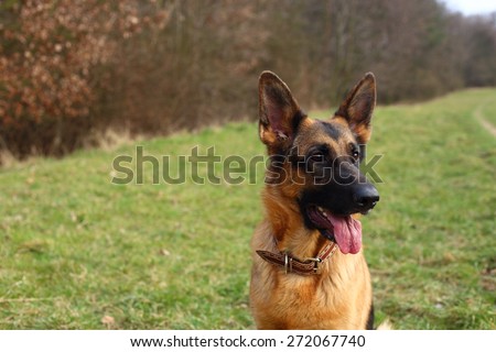 German Shepherd, German Shepherd, German Shepherd on the grass, dog in the park