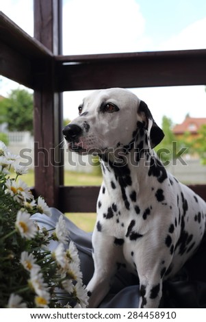 dalmatian,  young dalmatian, dalmatian  portrait, the dog