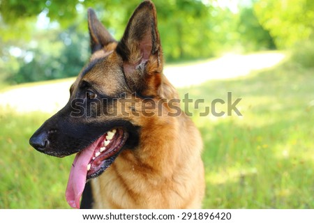 German Shepherd, German Shepherd, German Shepherd on the grass, dog in the park, dog\'s portrait