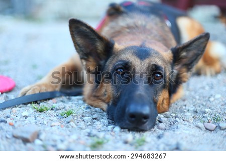 german shepherd lying on the ground, German Shepherd, dog in the park