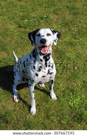 dalmatian, adult dalmatian, dalmatian portrait, the dog, dalmatian in the park
