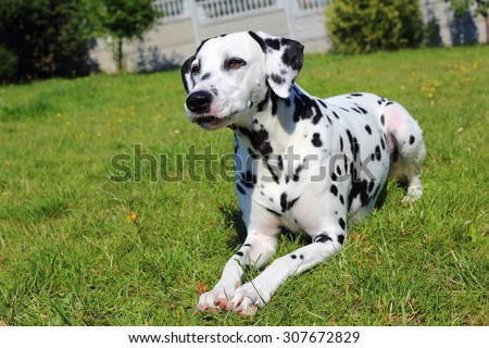 dalmatian, adult dalmatian, dalmatian portrait, the dog, dalmatian in the park, dog lies on the grass, dalmatian in the yard,
