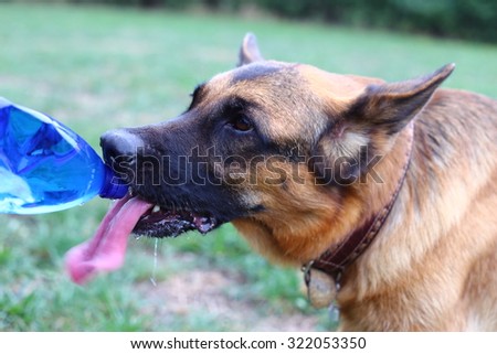 German Shepherd, German Shepherd, German Shepherd on the grass, dog in the park, dog drinking water