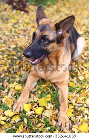 German Shepherd, German Shepherd, German Shepherd on the grass, dog in the park, dog in leaves, autumn dog